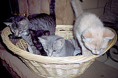 Nursing Kittens