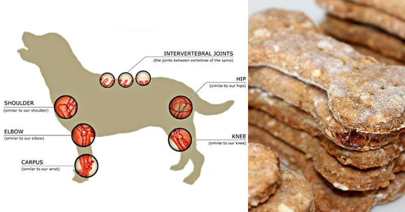 Image showcasing DIY Apple Cinnamon Dog Treats That Fight Inflammation And Prevent ...