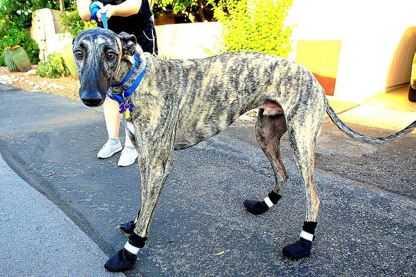 How to protect your dog’s paws this summer Holistic Pet Journal