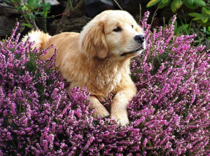 dog-in-flowers-300x222