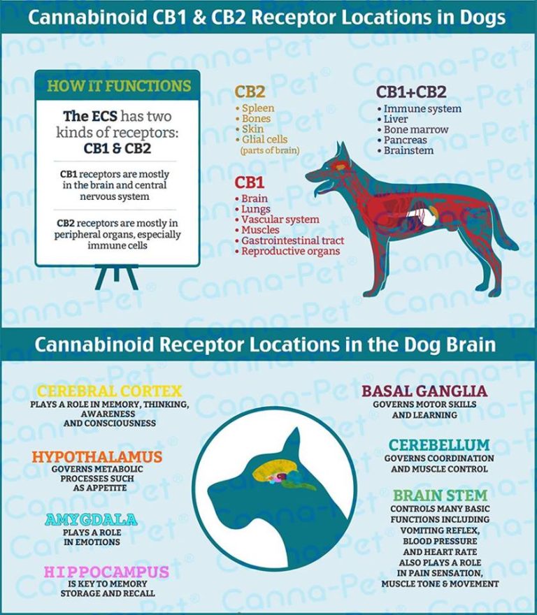 Cannabinoid CB1 & CB2 Receptor Locations in Dogs Holistic Pet Journal