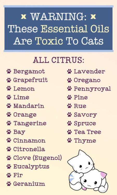 Warning – These 23 Essential Oils Are Highly Toxic To Cats – Holistic ...